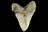 Large, Fossil Megalodon Tooth - North Carolina #109724-2